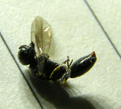 Crossocerus