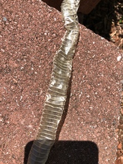 Thamnophis sirtalis
