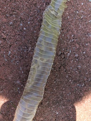 Thamnophis sirtalis