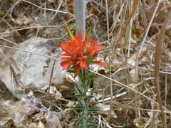 Castilleja foliolosa