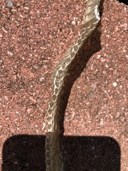 Thamnophis sirtalis