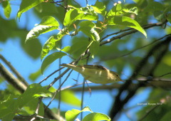 Phylloscopus trochilus
