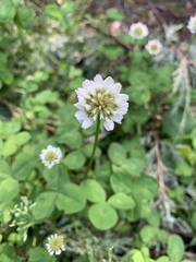 Trifolium repens