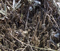 Cladonia foliacea