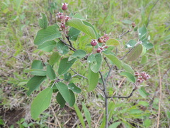 Amelanchier humilis