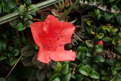 Rhododendron nakaharai