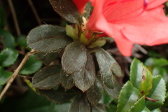 Rhododendron nakaharai
