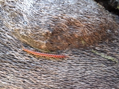 Scolopocryptopidae