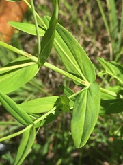 Hypericum pseudomaculatum