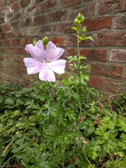 Malva moschata
