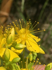 Hypericum pseudomaculatum