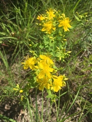 Hypericum pseudomaculatum