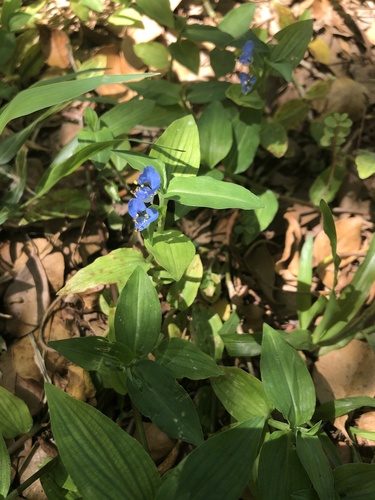Commelina image