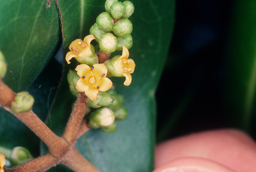 Avicennia alba (Avicennia alba)
