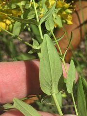 Hypericum pseudomaculatum