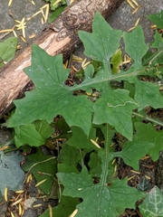Mycelis muralis
