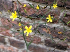 Mycelis muralis