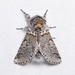 Sallow Kitten - Photo (c) Glenn Costello, some rights reserved (CC BY-NC-ND), uploaded by Glenn Costello