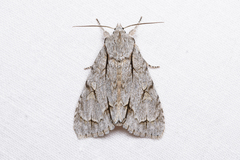 Acronicta psi