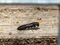 Sapygidae