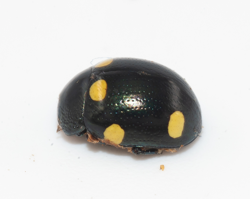 Leucocera sexguttata