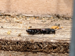 Sapygidae