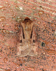 Agrotis vancouverensis