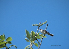 Curruca communis