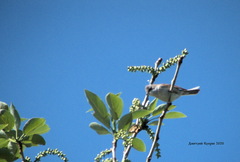 Curruca communis