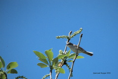 Curruca communis