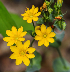Blackstonia perfoliata