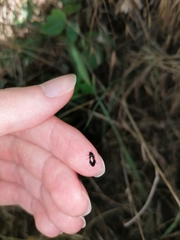 Divales bipustulatus