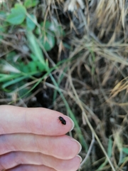 Divales bipustulatus