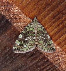 Hydriomena speciosata