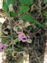 Divales bipustulatus
