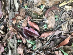 Elaeocarpus japonicus