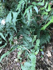 Tectaria phaeocaulis