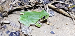 Hyla japonica