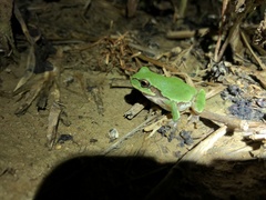 Hyla japonica