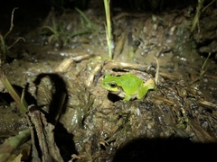 Hyla japonica