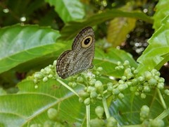 Ypthima horsfieldii humei