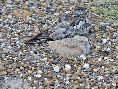 Chordeiles acutipennis