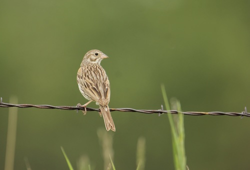 Vesper Sparrow