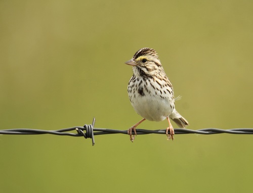 Savannah Sparrow