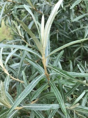 Hippophae