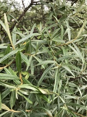 Hippophae