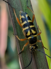 Typocerus zebra