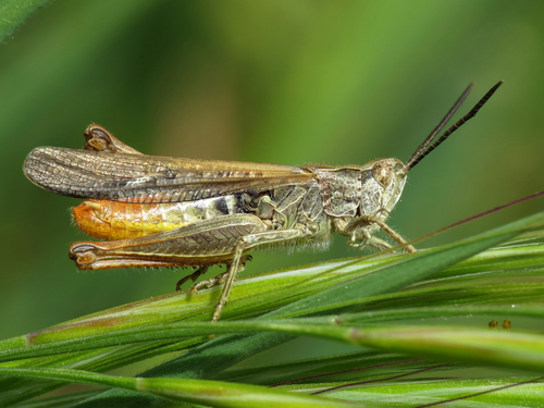 Chorthippus jacobsi Harz, 1975