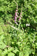 Digitalis purpurea purpurea
