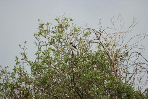 Loggerhead Shrike
